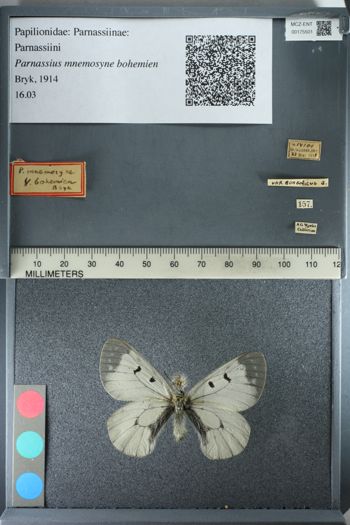 Media type: image;   Entomology 175501